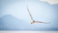 Seagull flying turning left Royalty Free Stock Photo