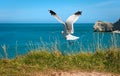 Seagull Flying Up Royalty Free Stock Photo
