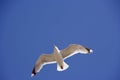 Seagull flying up Royalty Free Stock Photo
