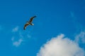 seagull flying up in the sky, blue clouds Royalty Free Stock Photo