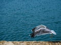 Seagull flying with wings forward near the sea in the seaport of Rianxo. Royalty Free Stock Photo