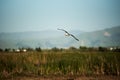 Seagull Flying