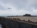 Seagull flysheet over a wall at the beach of Sain-Malo, France