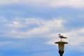 A seagull with folded wings is standing on a street lamp.