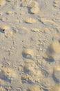 Seagull footprint on the beach sand Royalty Free Stock Photo