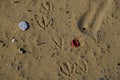 Seagull footprints on plastic polluted sandy beach ecosystem Royalty Free Stock Photo