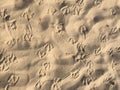 Seagull footprints on the sand , bird feet pattern, Ocean Beach rippling sand background texture