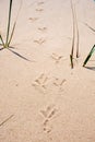 Seagull footprints in the sand