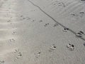Seagull footprints on sandy Baltic beach in Germany