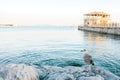 Seagull in the foreground. In the background is a view of the Bosphorus and the pier in Istanbul, Turkey. Royalty Free Stock Photo