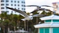 Seagull Leading the Flight at South Beach, Miami Royalty Free Stock Photo