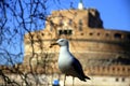 Seagull posing in front of the Roman cityscape background Royalty Free Stock Photo