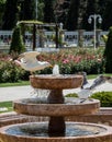 Seagull by the fountain in a rose garden Royalty Free Stock Photo