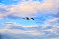 Seagull, freely floating in the clouds