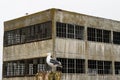 A seagull in front of Alcatraz Island Prison in San Francisco Bay Royalty Free Stock Photo