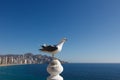 Seagull in front of Benidorm city Royalty Free Stock Photo