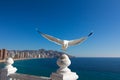 Seagull in front of Benidorm city Royalty Free Stock Photo