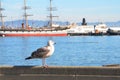 Seagull in front of boats in San Francisco Bay