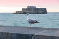 Seagull front Fort national, Saint Malo, France