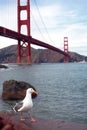 A Seagull in front of Golden Gate Bridge Royalty Free Stock Photo