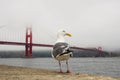 A seagull in front of Golden Gate Bridge in San Francisco, USA