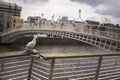 Seagull in front of the Ha`penny Bridge in Dublin, Ireland Royalty Free Stock Photo