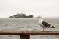 Seagull in front of the famous Alcatraz Island, San Francisco, California - United States of America aka USA Royalty Free Stock Photo