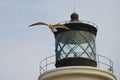Seagull in front of Lighthouse