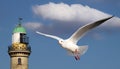 Seagull in front of lighttower