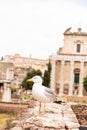 Seagull in front of old buildings looking away in rome Royalty Free Stock Photo