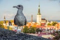 Seagull in front of old town Tallinn, Estonia