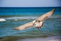 Seagull front of the sea