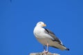 A Seagull in front of sea Royalty Free Stock Photo
