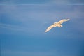 Seagull front of sky