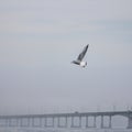 Seagull flying near Paton Bridge Ukraine