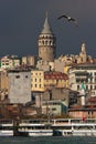 Seagull and Galata Tower Royalty Free Stock Photo
