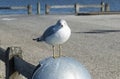 Seagull on garbage can looking at camera Royalty Free Stock Photo
