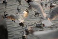 seagull gathering together at the seashore waiting for food, Samutprakarn, Thailand Royalty Free Stock Photo