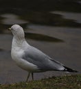 The Seagull Getting into the Lake