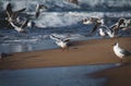 The seagull getting ready to fly  along the beach by the Baltic Sea Royalty Free Stock Photo