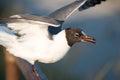 Seagull getting ready to take flight on the boardwalk in Ocean City, NJ Royalty Free Stock Photo