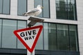 Seagull on a Give Way traffic sign in from of a modern office building in city. Constrast between technology and animal nature Royalty Free Stock Photo