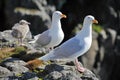 Seagull - Glaucous Gull (Larus hyperboreus) with