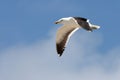 Seagull Gliding Royalty Free Stock Photo