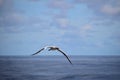 Seagull gliding through the air Royalty Free Stock Photo