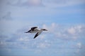 Seagull gliding through the air Royalty Free Stock Photo