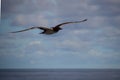 Seagull gliding through the air Royalty Free Stock Photo