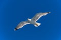 Seagull gliding in air Royalty Free Stock Photo