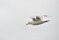 Seagull Gliding down Royalty Free Stock Photo