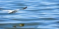 Seagull gliding effortlessly across the surface of Lake Hefner in Oklahoma City Royalty Free Stock Photo